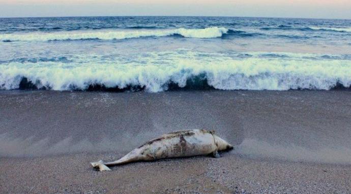 Мъртви делфини са открити на плаж Алепу